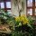 09-vstava orchidej a sukulent